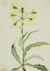 Erva-de-são-joão (Senecio lugens)