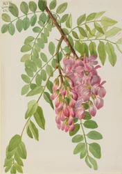 Novo Gafanhoto Mexicano Robinia neomexicana, 1938.