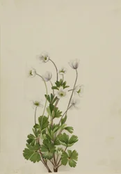 Northern Anemone Anemone parviflora, 1924.