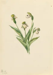 Chinelo de senhora do Norte (Cypripedium passerinum)