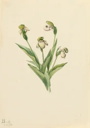 Chinelo de senhora do norte Cypripedium passerinum, 1916.