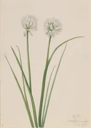 Cebola do Norte (Allium sibiricum)