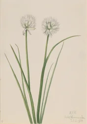 Northern Onion Allium sibiricum, 1920.