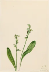 Orquídea de uma folha só (Habenaria obtusata)