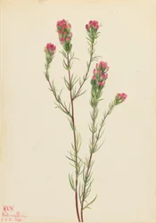 Trevo-das-coroas (Orthocarpus tenuifolius)