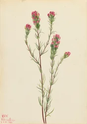 Owl-clover Orthocarpus tenuifolius, 1923.