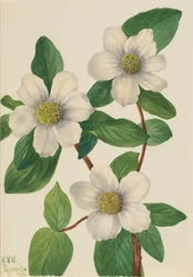 Pacific Dogwood Cornus nuttallii, 1933.