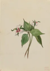 Trillium pintado (Trillium undulatum)