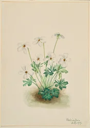 Violeta Pansy (Viola pedata)