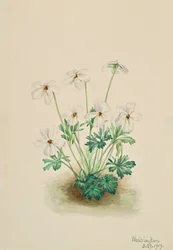 Pansy Violet Viola pedata, 1919.
