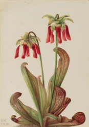 Planta de jarro de papagaio (Sarracenia psittacina)