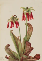 Parrot Pitcherplant Sarracenia psittacina, 1925.