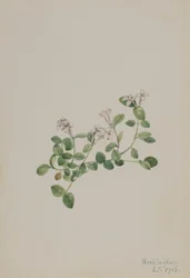 Bagaço de perdiz (Mitchella repena)