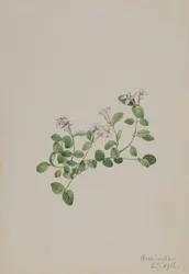 Partridgeberry Mitchella repena, 1918.