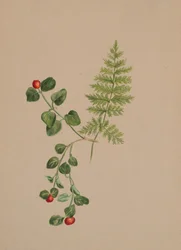 Partridgeberry Mitchella repens, ca. 1883.