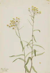 Pérola-da-terra (Anaphalis margaritacea)