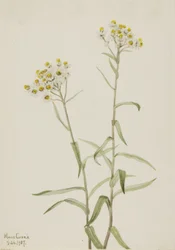 Pearl Everlasting Anaphalis margaritacea, 1917.