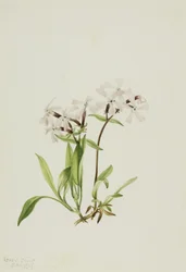 Rosa da turfa (Silene caroliniana)