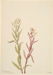 Pedicularis raremosa