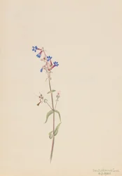 Pentstemon Pentstemon procerus, 1905.