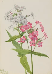 Flox perene (Phlox paniculata)