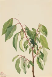 Dióspiro (Diospyros virginiana)