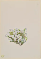 Phlox Phlox caespitosa, 1937.