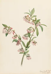 Pineland Blueberry Vaccinium tenellum, 1918.