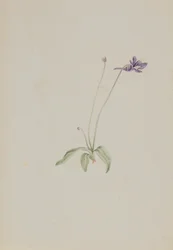 Pinguicula vulgaris, ca. início da década de 1930.