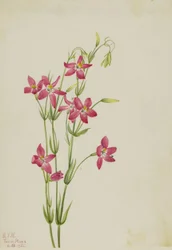 Centaurium rosa (Centaurium venustum)