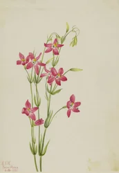 Pink Centaurium Centaurium venustum, 1925.