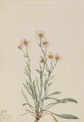 Erva-de-são-joão (Erigeron caespitosus)