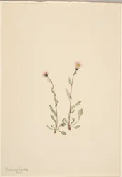 Erva-de-são-joão (Erigeron jucundus)