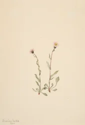 Rosa Fleabane Erigeron jucundus, 1904