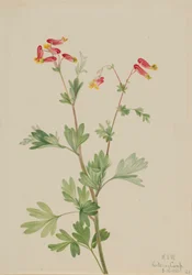 Fumeiro-rosa (Capnoides sempervirens)