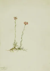 Patinhas-de-gato cor-de-rosa (Antennaria rosea)