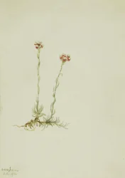 Pezinhos-de-gato cor-de-rosa, Antennaria rosea, 1916.