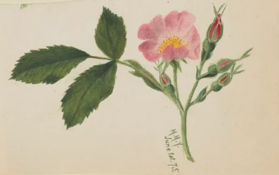 Rosa cor-de-rosa