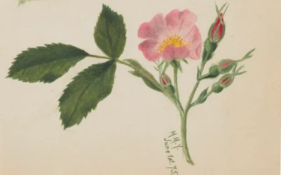 Pink Rose, 1875.
