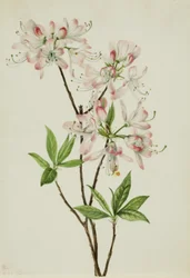 Azálea de concha rosa (Azalea vaseyi)