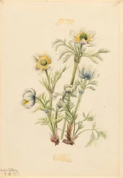 Anémona de Pluma (Pulsatilla occidentalis)