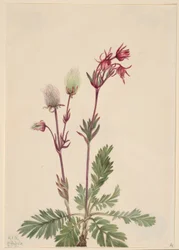 Fumaça da pradaria (Sieversia ciliata)