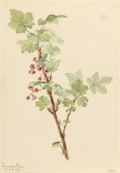 Groselha espinhosa (Ribes lacustre)