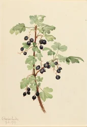 Lacustre de Ribes de Groselha Espinhosa, 1919.