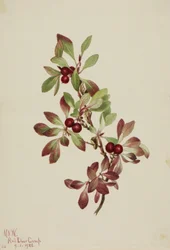 Ptarmiganberry Arctous alpina, 1922.