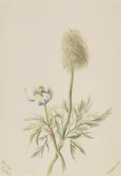 Pulsatilla occidentalis, 1899.