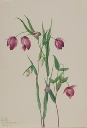 Lanterna de fada roxa (Calochortus anoenum)