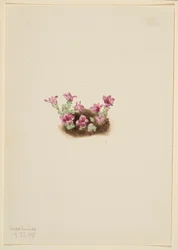 Saxifrage roxa (Saxifrage oppositifolia)