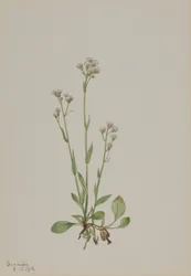 Patas-de-gato (Antennaria racemosa)