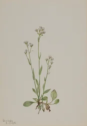 Patas de gato, Antennaria racemosa, 1918.